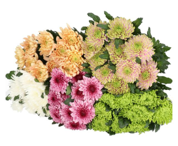 Chrysanthemums Single Bloom