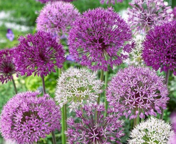Allium