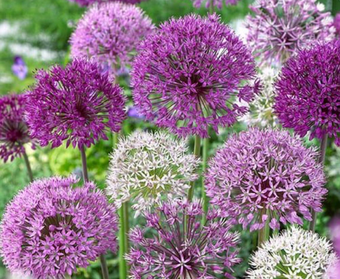 Allium