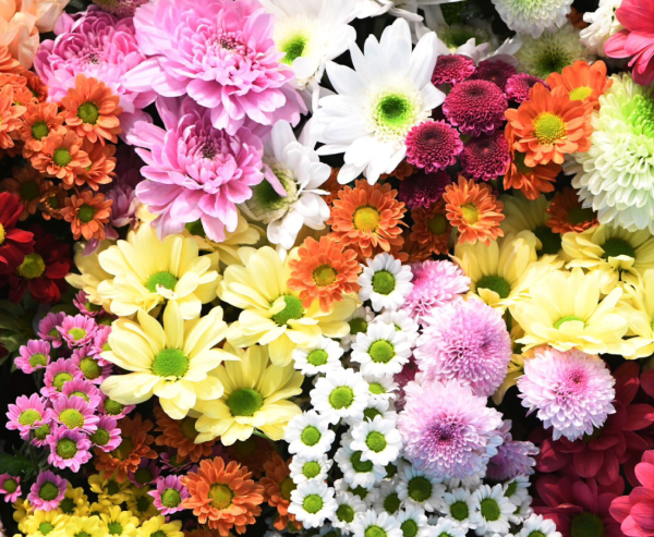 Chrysanth spray