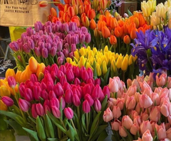 Tulip