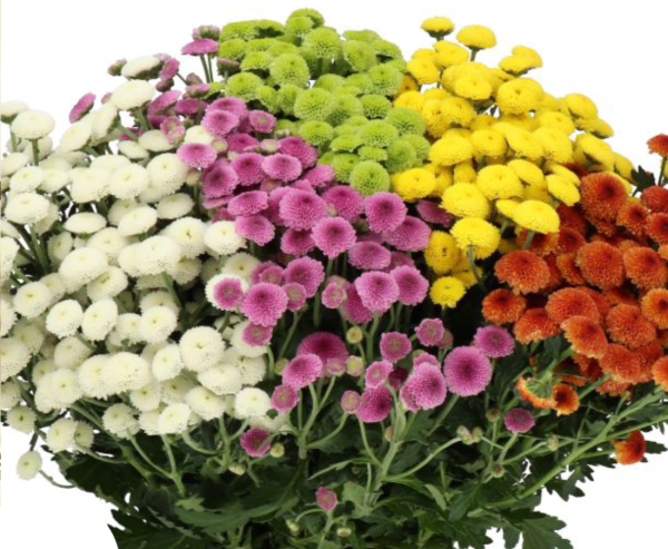 Chrysanth Santini