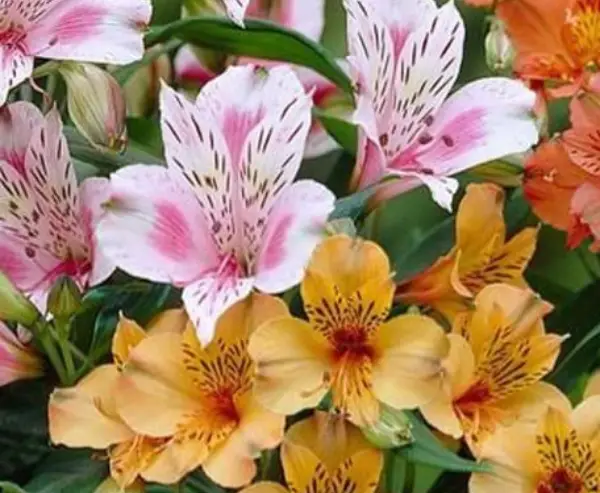 ALSTROEMERIA