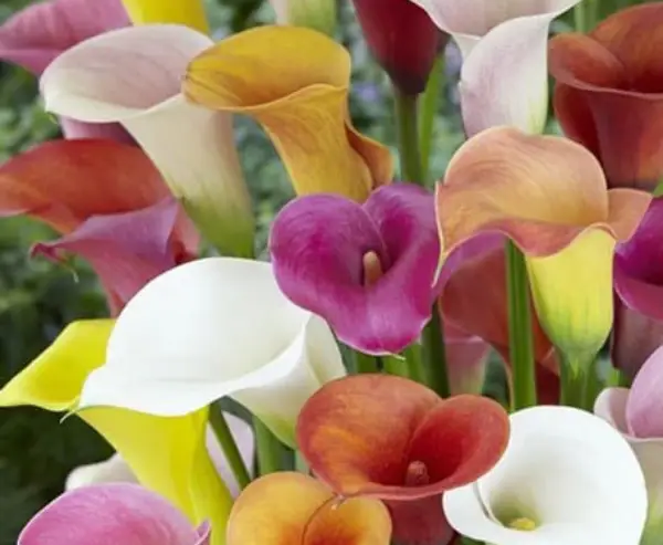 CALLA