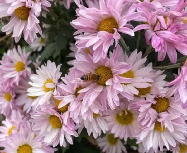 CHRYSANTHEMUM SINGLE BLOOM