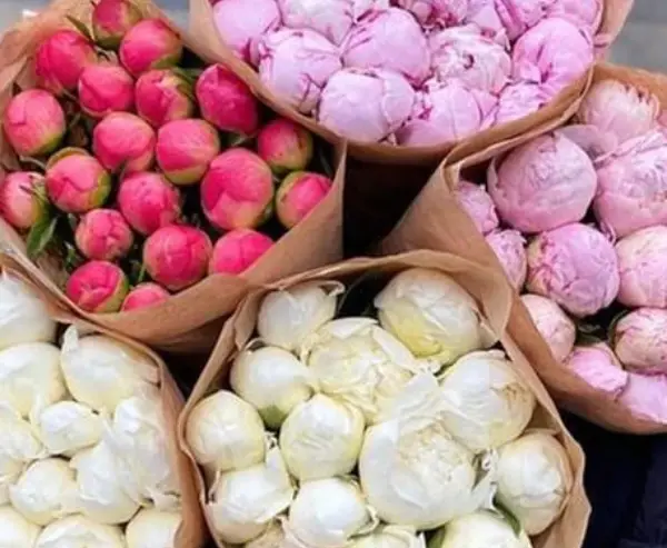 PAEONIA