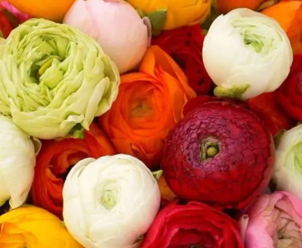 RANUNCULUS